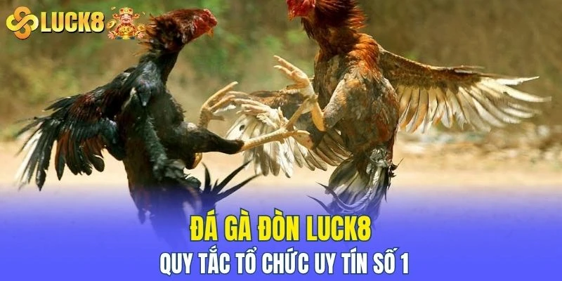 đá gà đòn