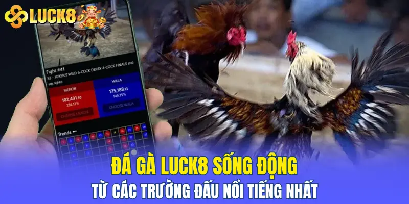 Đá gà LUCK8 sống động từ các trường đấu nổi tiếng nhất