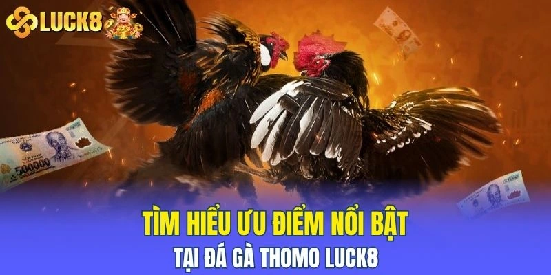 đá gà thomo