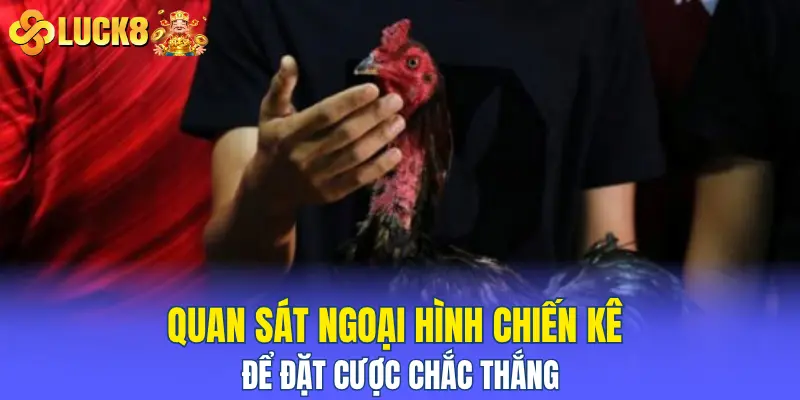 Quan sát ngoại hình chiến kê để đặt cược chắc thắng